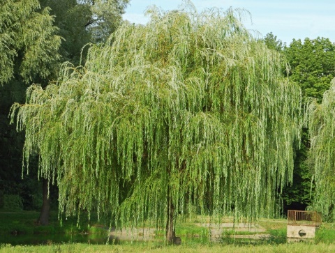Herbár bylín